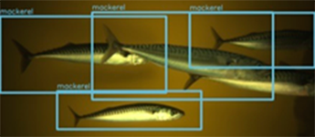 Bildegjenkjenning av fisk. Bilde: Havforskningsinstituttet og Scantrol Deep Vision AS